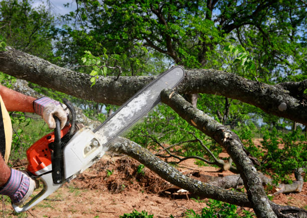 Best Root Management and Removal  in Farmerville, LA