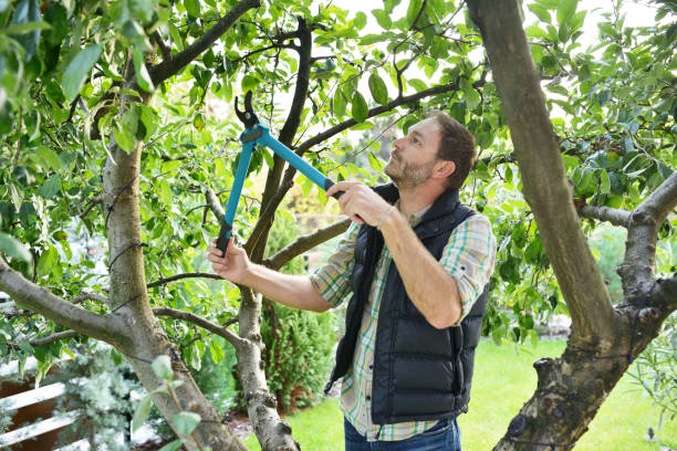 Best Fruit Tree Pruning  in Farmerville, LA